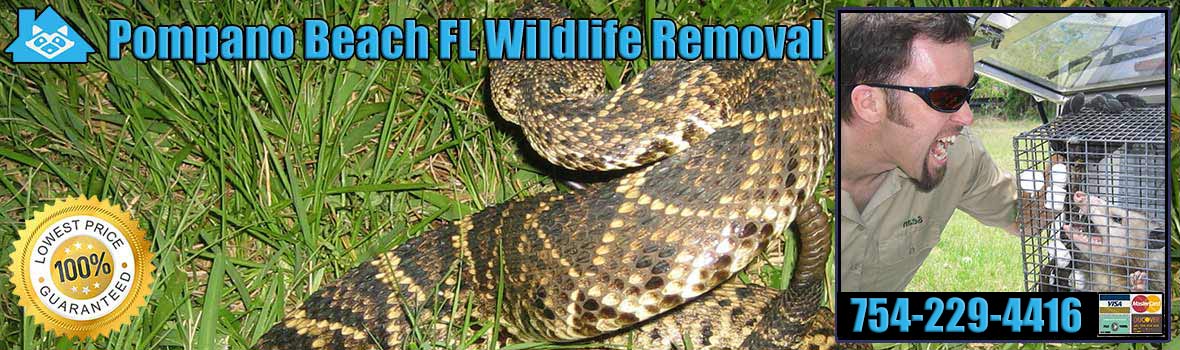 Pompano Beach Wildlife and Animal Removal